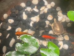 -曲水兰亭(北京四惠店)