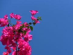 -二沙岛艺术公园