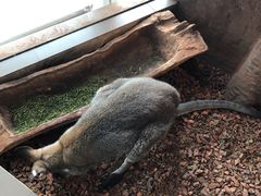 -昆明大悦城未来动物城(螺蛳湾中心店)