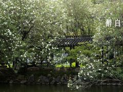 -上海醉白池公园