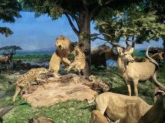 -国家自然博物馆