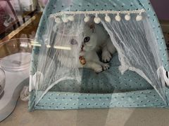 -糯米喵星人总部直营旗舰店·猫舍·幼猫出售