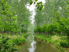 -合肥滨湖国家森林公园