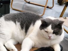 -Heymao猫咖.咖啡厅(东门店)