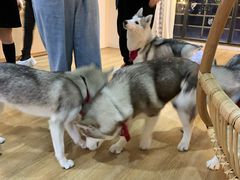 -Husky Go! 哈士奇体验馆·宠物咖啡厅狗咖