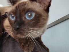 -纳吉亚猫专科动物诊疗中心(蒋宅口分院)