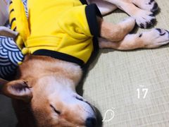-逗柴咖啡屋·狗咖猫咖宠物桌游