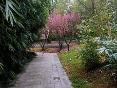-南翔镇银翔湖公园