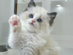 -青奢宠物·青奢猫舍