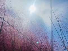 -尚贤河湿地