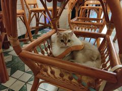 -创凡宠物医院·骨专科  猫科中心(西乡分院)