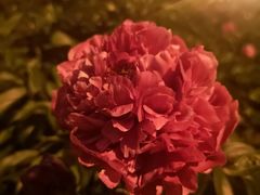 -长春公园(普阳街道)