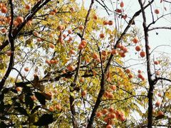 -三里屯东五街银杏大道