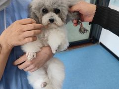 -博特宠物医院24h犬猫全科.骨科·异宠