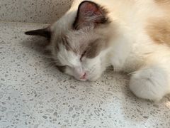 -飞行喵MR PILOT|猫舍·猫咖(静安大融城店)