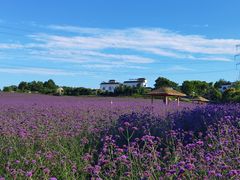 -紫颐香薰山谷景区