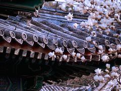 -颐和园