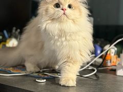 -lincat·猫舍(广州店)