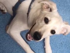 -美联众合动物医院(·中兽医·疑难杂症·严家桥分院)