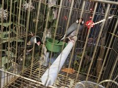-丽江庭院·云南野生菌·海鲜火锅(鼓楼四合院店)