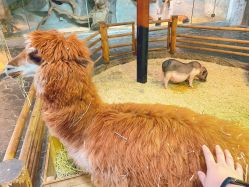 -Zoolung Zoolung动物主题公园(海信广场店)