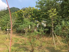 -金山植物公园