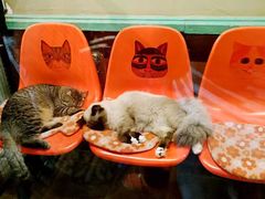 -猫咪博物馆(顶澳仔猫街店)