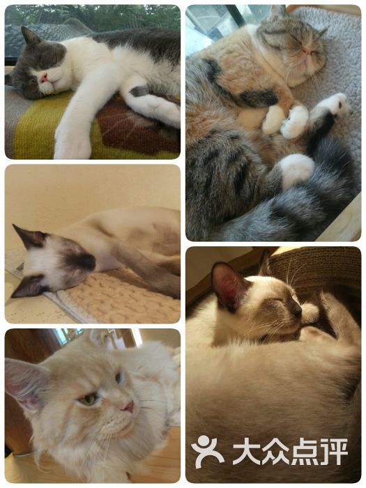 猫小院猫主题餐厅(南锣店)图片 - 第6张