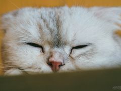 -飞行喵MR PILOT|猫舍·猫咖(静安大融城店)