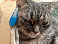 -香妃烤鸡(西单店)