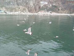 -长岛万鸟岛