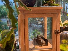 -自由生长植物工作室(深港花卉中心店)