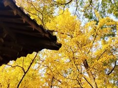 -灵谷景区