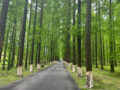 -黄海国家森林公园