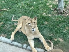 -北京野生动物园