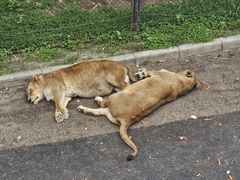 -大连森林动物园