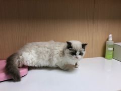 -谐和贝康宠物医院24小时·宠保定点(急重症转诊中心)