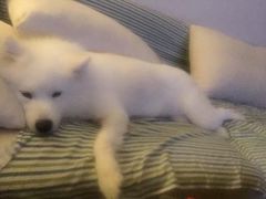 -中农大我爱我爱24h动物医院·中医针灸·猫专科·骨科医疗中心(双井店)