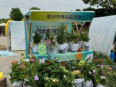 -青枫公园