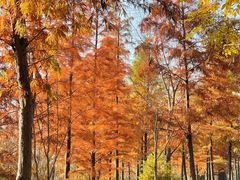 -昆山城市生态森林公园