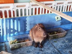 -廊坊固安福朋喜来登酒店