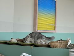 -怪兽屋·羊驼·猫咖·狗咖(俊华广场店)