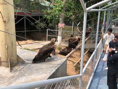 -西霞口神雕山野生动物世界