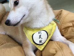 -逗柴咖啡屋·狗咖猫咖宠物桌游