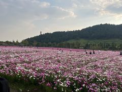 -径山花海