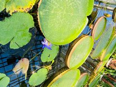 -国家植物园南园