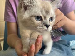 -鼓捣猫呢主题猫咖店