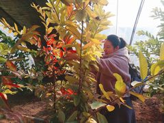 -呀路古热带植物园