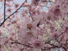 -桃花堤公园