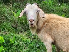 -硗碛藏寨·神木垒景区